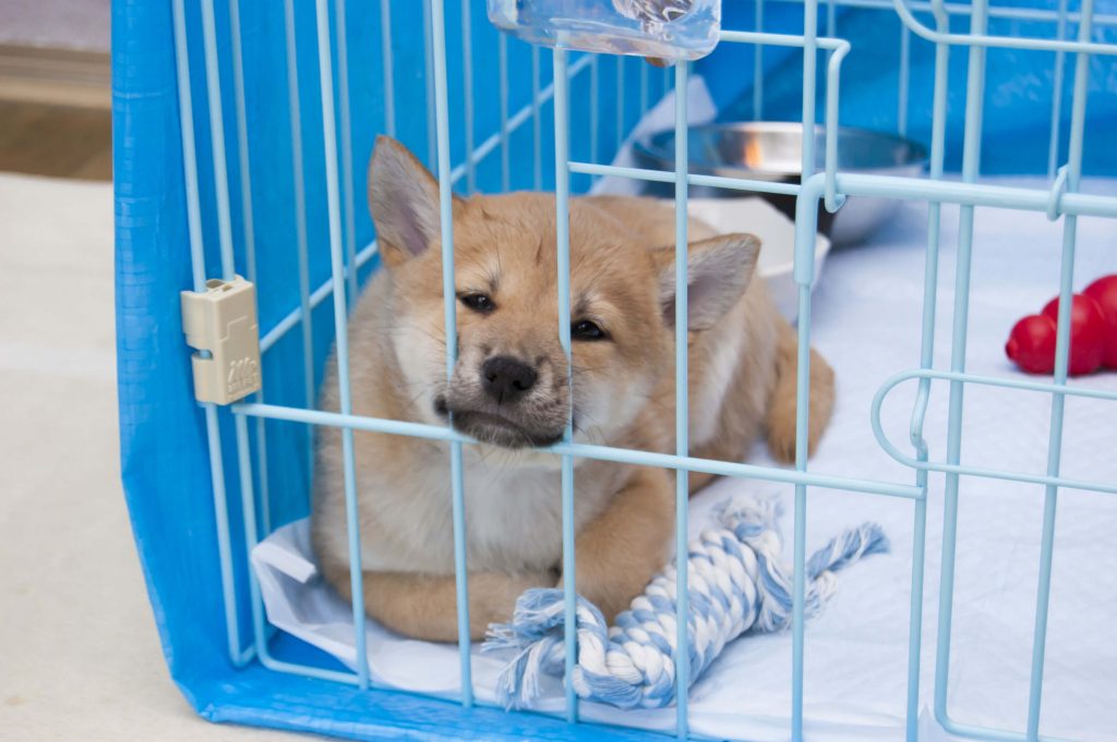 犬のトイレトレーニングは子犬の時に！生後2ヶ月から始めるトイレのしつけ 松波動物メディカル通信販売部本店公式ブログ