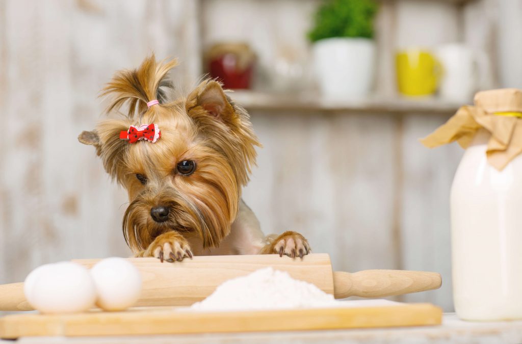 アレルギー体質な愛犬