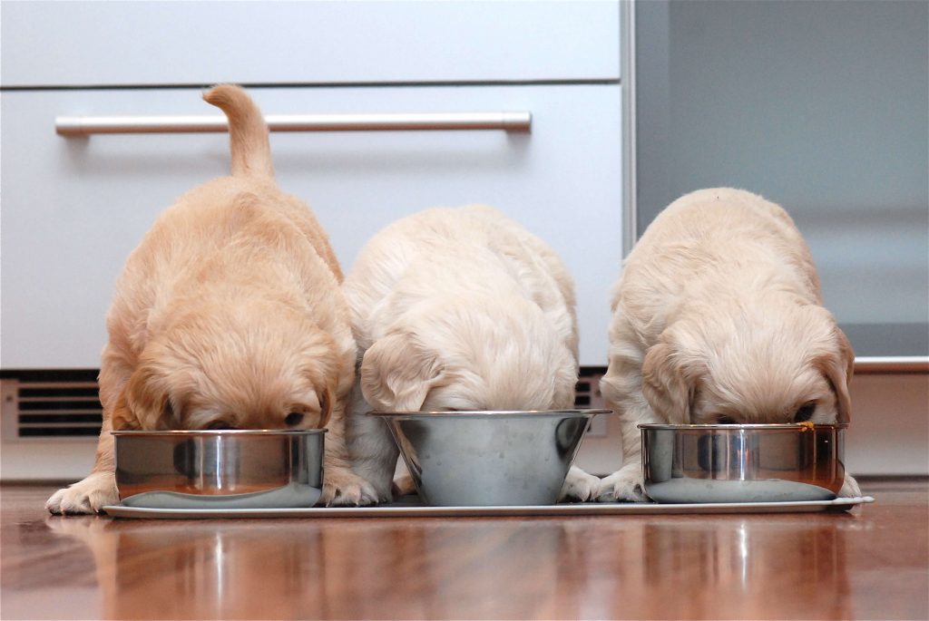 始める時期は やり方は 作り方は 子犬を育てるための離乳食について 松波動物メディカル通信販売部本店公式ブログ