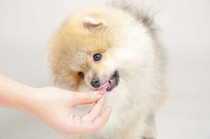 始める時期は やり方は 作り方は 子犬を育てるための離乳食について 松波動物メディカル通信販売部本店公式ブログ