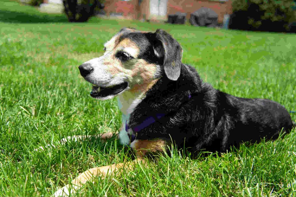 犬のマダニの対策と予防