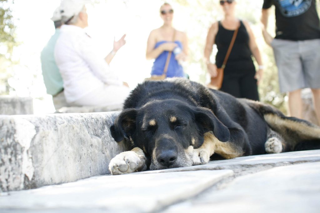 犬を夏バテから守る工夫