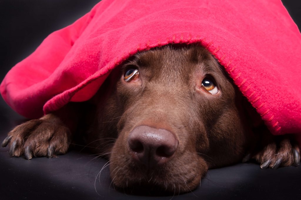 落ち着きのある犬に育てる