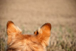 犬の聴覚はとても優秀