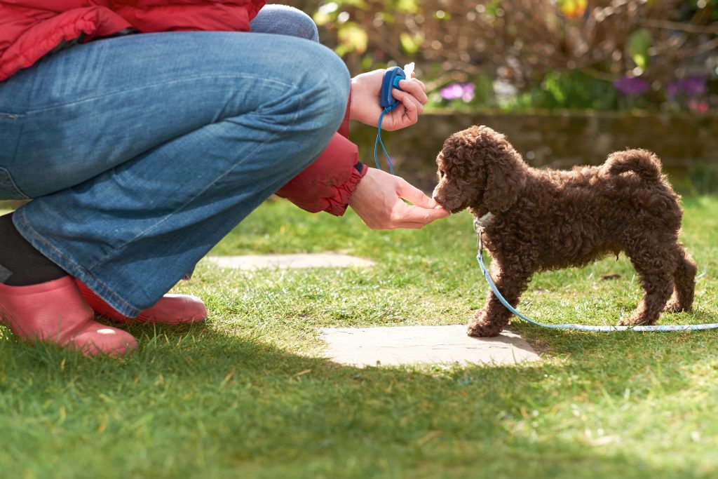 人見知り犬にならない