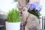 猫が草を食べる食習慣や性質