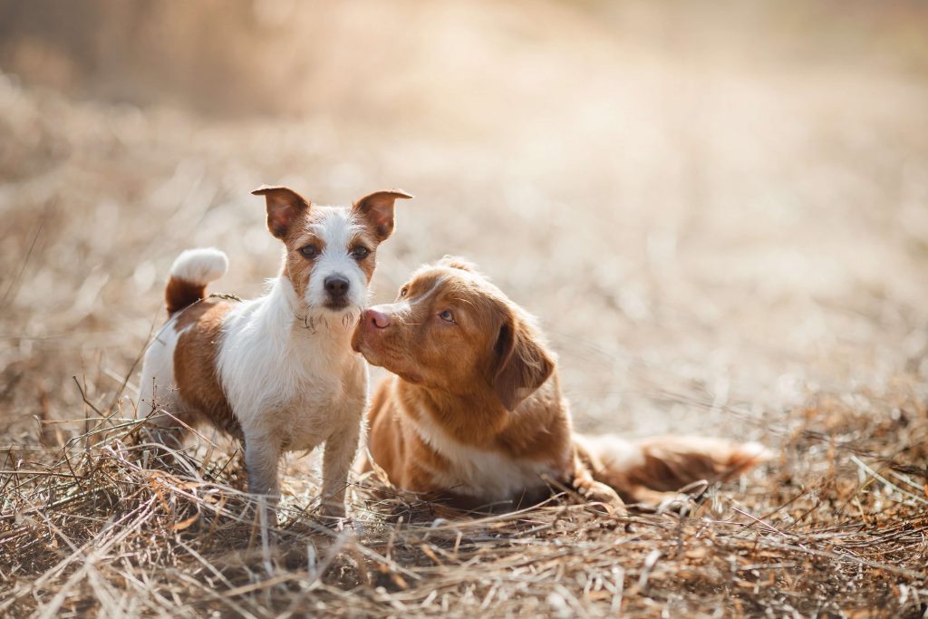 大型犬と小型犬を多頭飼い