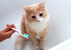 歯磨きの頻度と磨き方