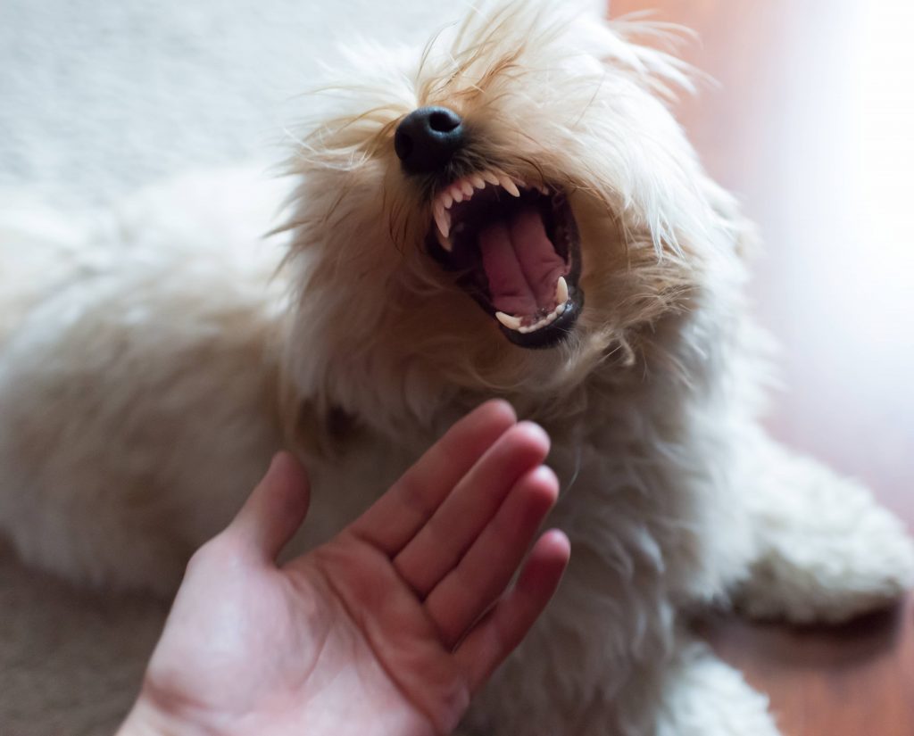 犬の噛み癖を直す