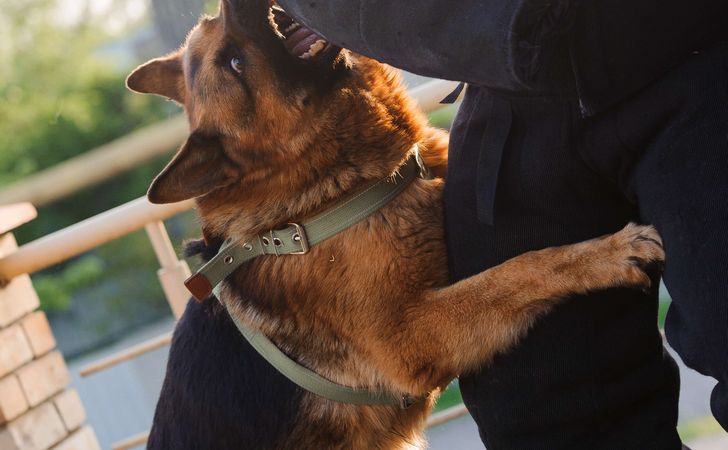 犬の困った飛びつき癖を直す