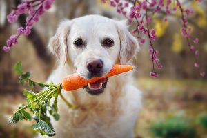 犬にも野菜が必要