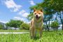 日本犬の特徴や性格