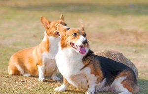 コーギーやダックスフンドなどの足が短い短足犬種を飼うときの注意点 松波動物メディカル通信販売部本店公式ブログ