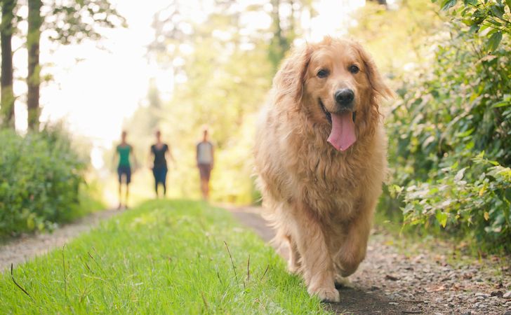 犬の放し飼いやノーリード散歩