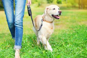 初心者が飼いやすい大型の犬種