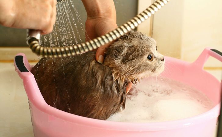 猫のシャンプー豆知識