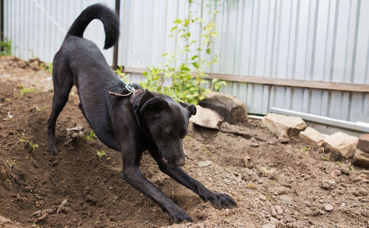 犬が庭に穴を掘るのをやめさせたい 犬の穴掘り行動の理由 松波動物メディカル通信販売部本店公式ブログ
