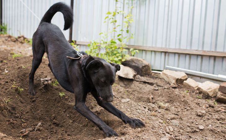 犬の穴掘り行動の理由