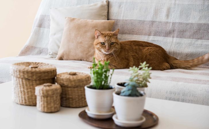 猫に危険をおよぼす植物の種類