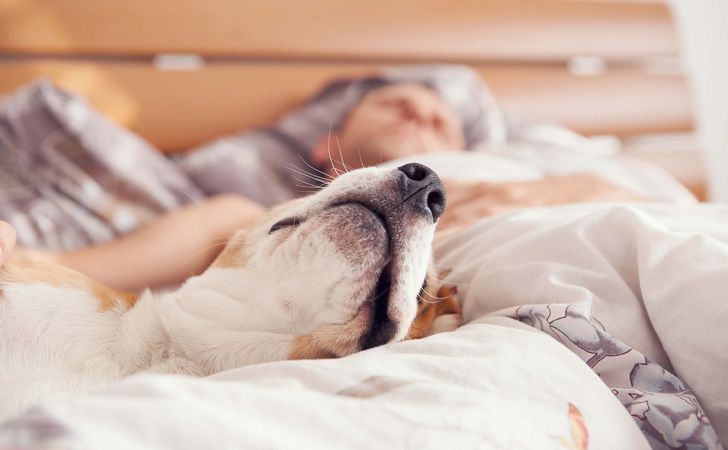 愛犬と一緒に寝る