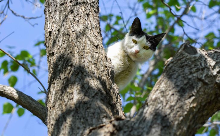 猫の身体の秘密