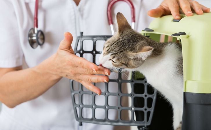 猫の飼育に使うケージやキャリーバッグ