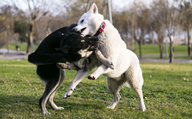 犬の喧嘩の上手な止め方