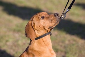 犬の喧嘩を仲裁する