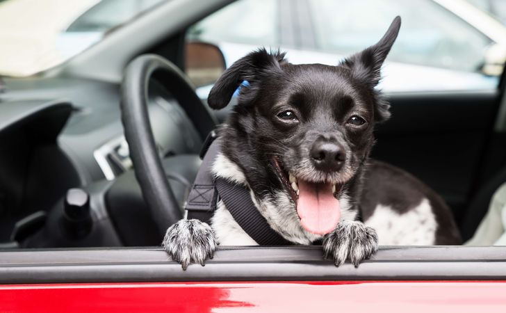 愛犬と車で出かけよう