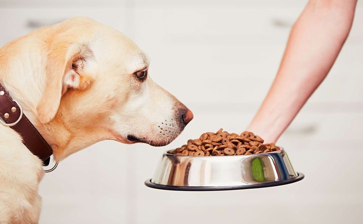 犬の味覚の仕組みや舌の役割