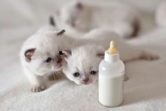 子猫へのミルクの与え方とポイント
