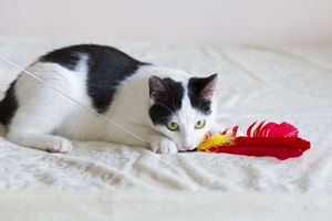 猫を落ち着かせる方法