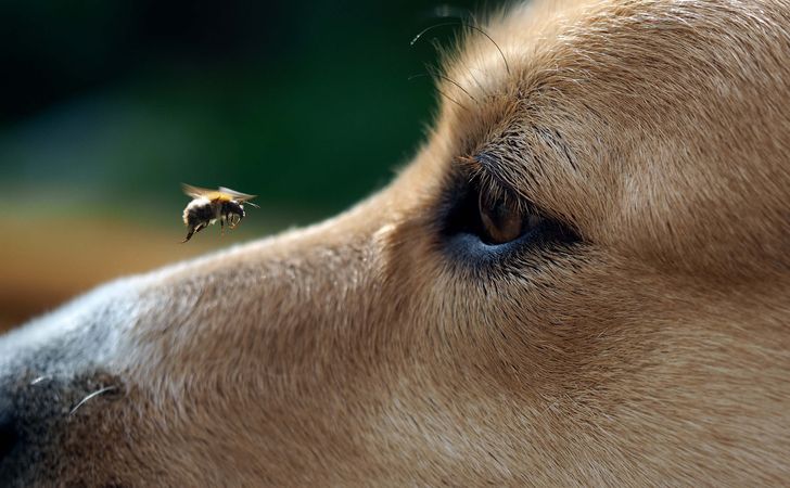 犬の視力や色彩感覚、動体視力