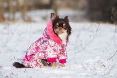 小型犬は寒さに注意