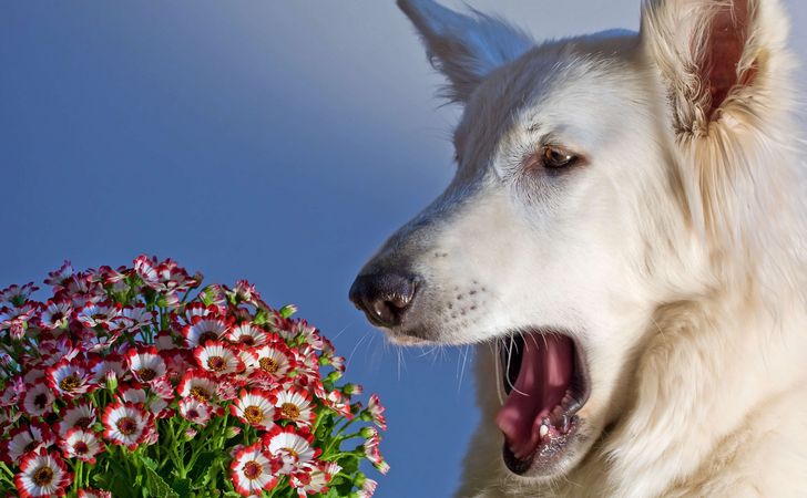 犬に起こる花粉症の症状