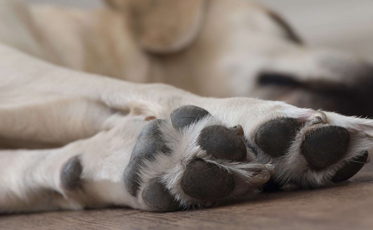 肉球の乾燥にも 犬の皮膚の健康にも役立つココナッツオイルの効果や使い方 松波動物メディカル通信販売部本店公式ブログ