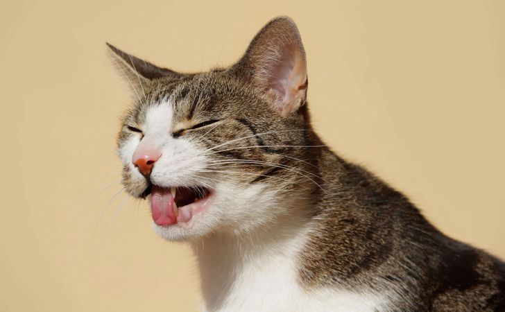 異物を飲み込んだ猫に見られる症状と対策