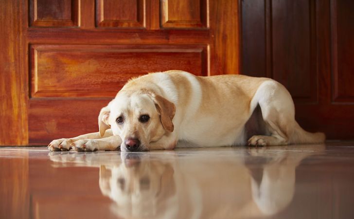 犬の震えや下痢は冷え性