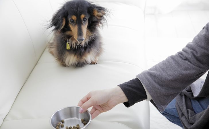 犬の初めての生理