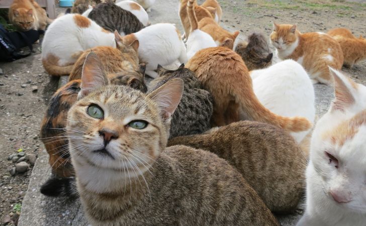 猫の集会の意味