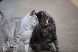 オス猫とメス猫のお見合い