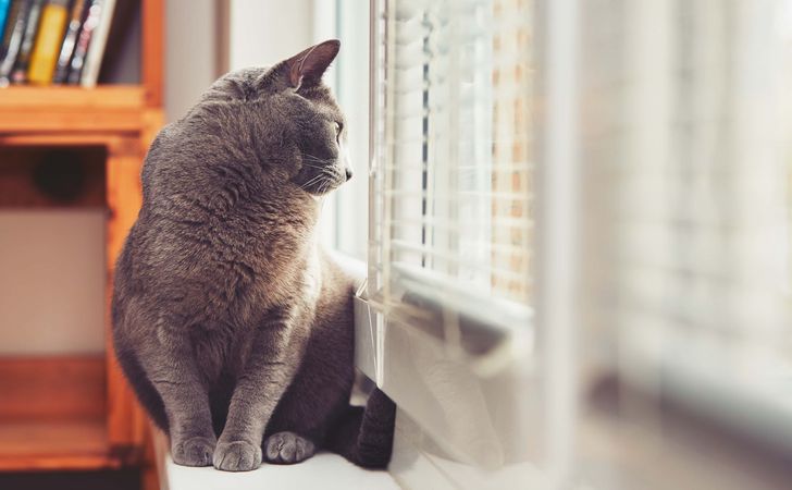 ケージは使う？暖房は？一人暮らしの人は必見！猫のお留守番のポイント