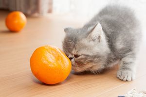 柑橘系の匂いは猫に嫌われる