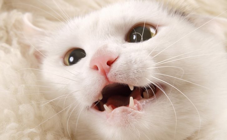 猫の乳歯はいつ抜ける 永久歯への生え変わりの時期や注意点 松波動物メディカル通信販売部本店公式ブログ