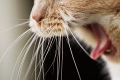 猫の口が臭い原因