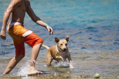 犬と水遊びをする際の注意点