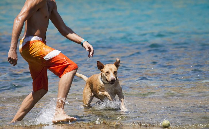 犬と水遊びをする際の注意点