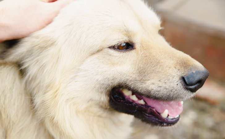 犬の記憶力はどのくらい？しつけを成功させる犬の長期記憶について