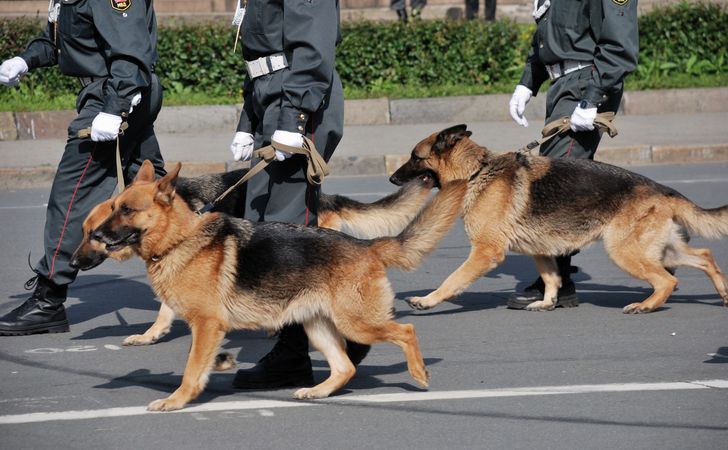 警察犬になれる犬