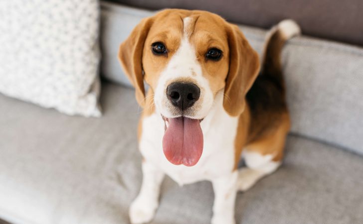 犬がうんちを食べる 食糞の原因と対策は 松波動物メディカル通信販売部本店公式ブログ